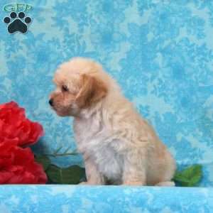 Peach, Maltipoo Puppy